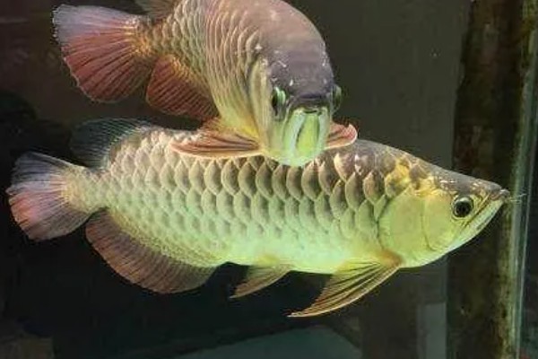 龙鱼为什么拒食,可能是消化不良、水质差等因素造成