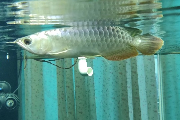 龙鱼为什么拒食,可能是消化不良、水质差等因素造成