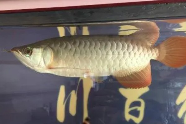 龙鱼为什么拒食,可能是消化不良、水质差等因素造成