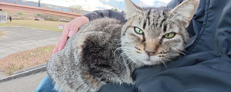 猫鼻子堵的原因，可能是被鼻腔分泌物堵住了