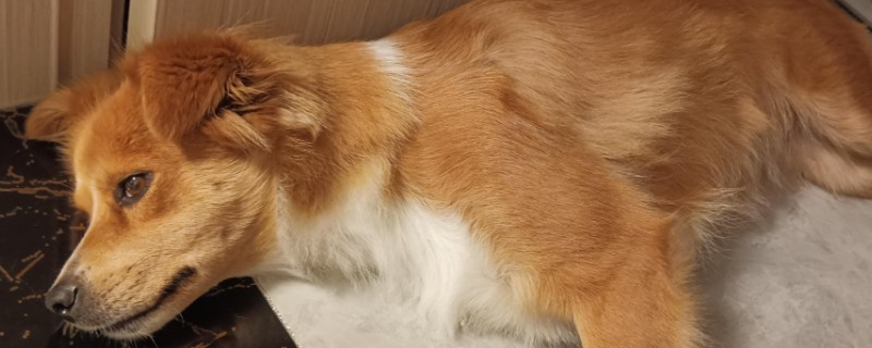犬传染性气管支气管炎怎么防治，定期对笼具和碗盆消毒