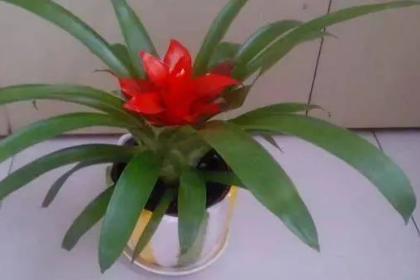 水塔花的花期,在春季才会开花