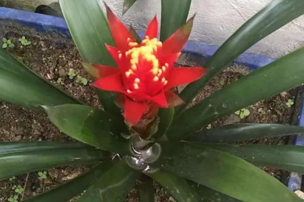 水塔花的花期,在春季才会开花