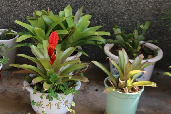水塔花的花期,在春季才会开花