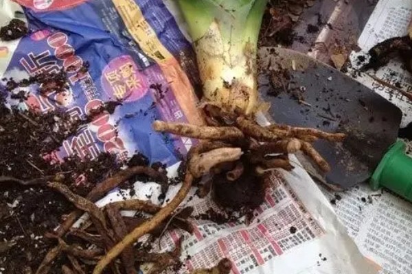 水塔花的花期,在春季才会开花