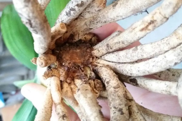 水塔花的花期,在春季才会开花