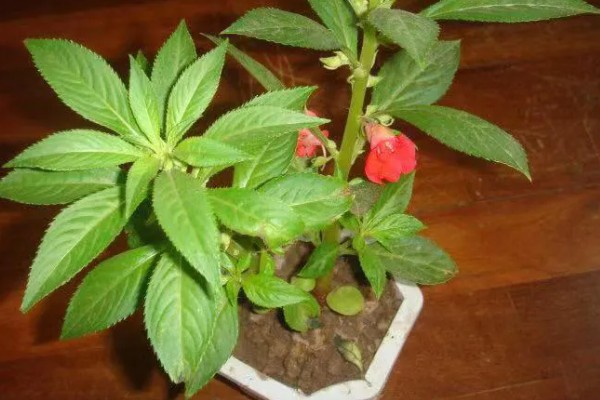 凤仙花的产地,原产中国、印度