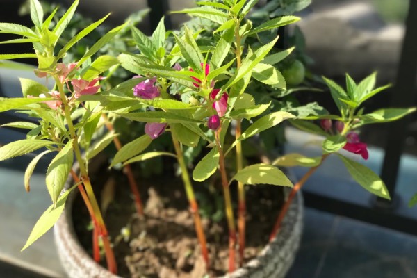 凤仙花的产地,原产中国、印度