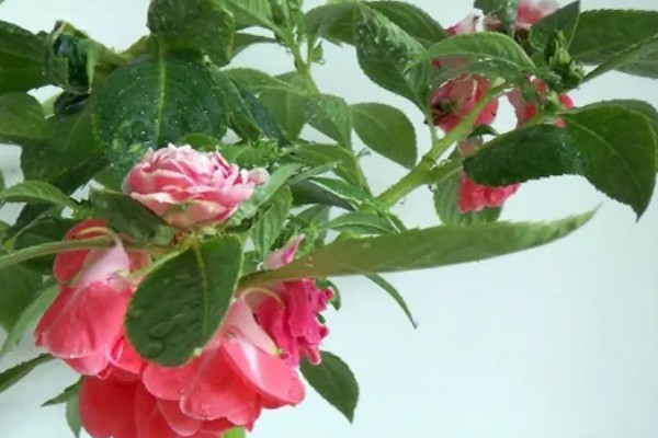 凤仙花的产地,原产中国、印度
