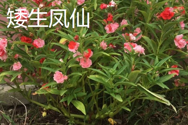 凤仙花的产地,原产中国、印度