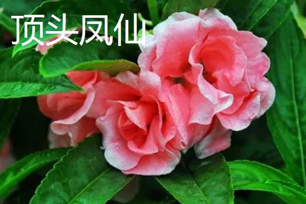 凤仙花的产地,原产中国、印度