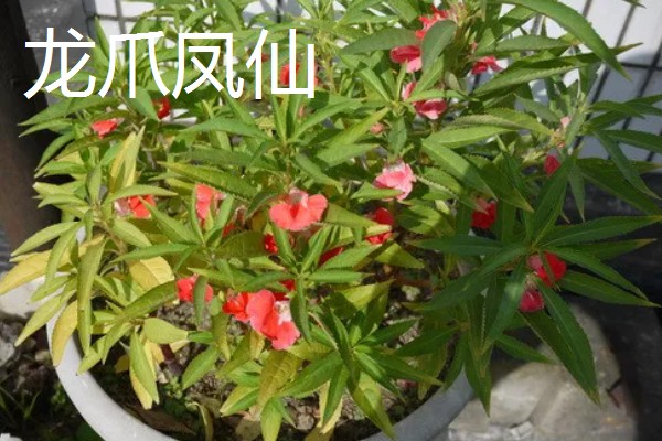 凤仙花的产地,原产中国、印度