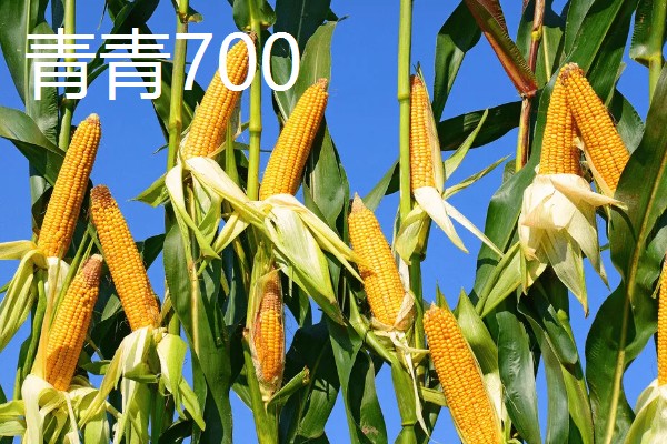 适合南方种植的玉米品种,有青青700、登海605等