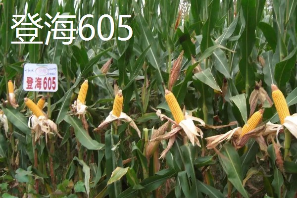 适合南方种植的玉米品种,有青青700、登海605等
