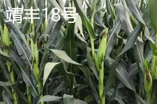 适合南方种植的玉米品种,有青青700、登海605等