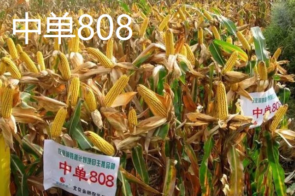 适合南方种植的玉米品种,有青青700、登海605等