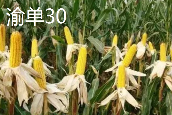 适合南方种植的玉米品种,有青青700、登海605等