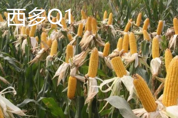 适合南方种植的玉米品种,有青青700、登海605等