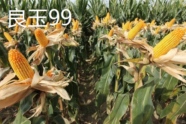 适合南方种植的玉米品种,有青青700、登海605等