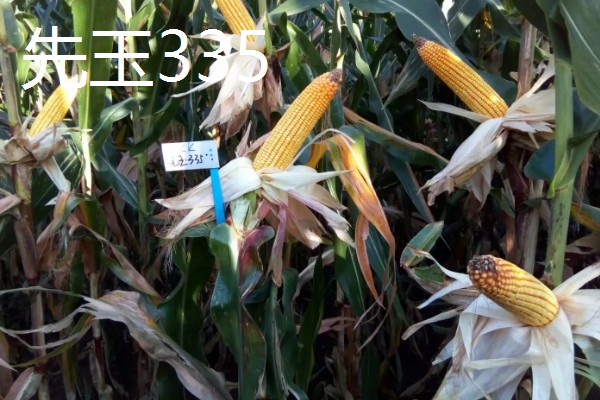 适合南方种植的玉米品种,有青青700、登海605等