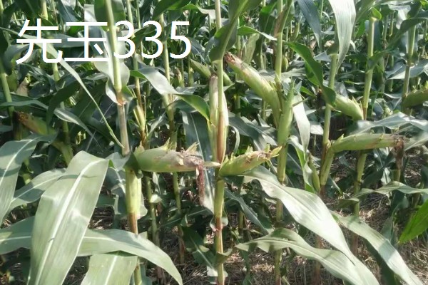 适合南方种植的玉米品种,有青青700、登海605等