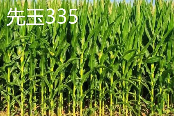 适合南方种植的玉米品种,有青青700、登海605等