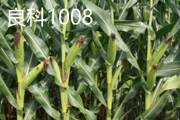 适合南方种植的玉米品种,有青青700、登海605等