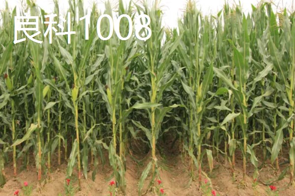 适合南方种植的玉米品种,有青青700、登海605等