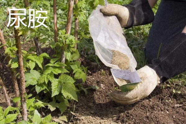 尿胺与尿素哪个肥效长,前者肥效更长