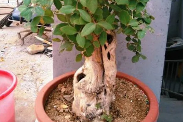 爱心果下山桩种植多久会来芽，需种植30-40天