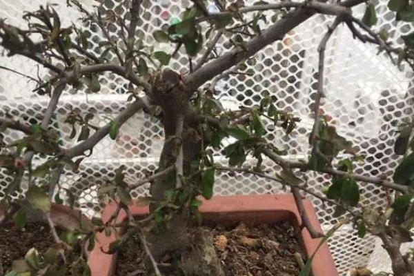 爱心果下山桩种植多久会来芽，需种植30-40天