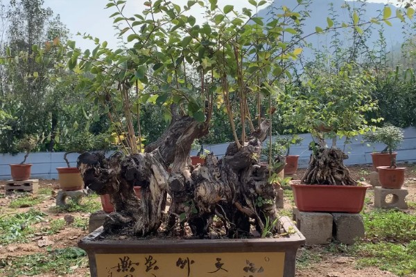 爱心果下山桩种植多久会来芽，需种植30-40天