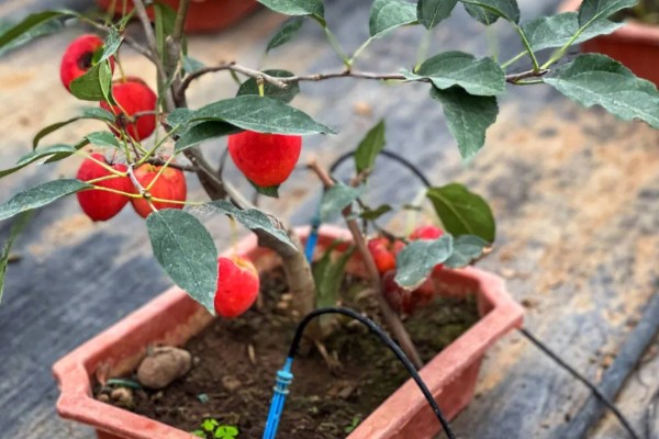 爱心果下山桩种植多久会来芽，需种植30-40天