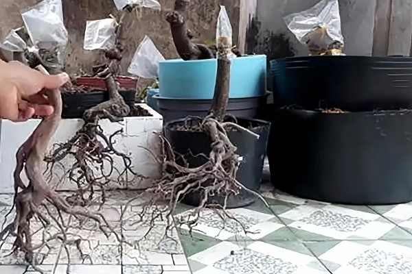 爱心果下山桩种植多久会来芽，需种植30-40天