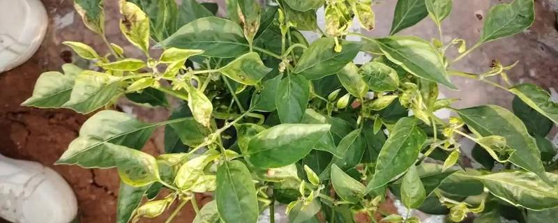 辣椒树的病虫害，常见的有病毒病、蚜虫等
