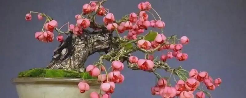 卫矛怎么养殖，冬季每隔5-7天浇一次水