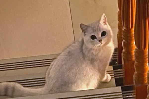 母猫绝育后过多长时间会减轻疼痛感,术后3天左右疼痛感就可以减轻