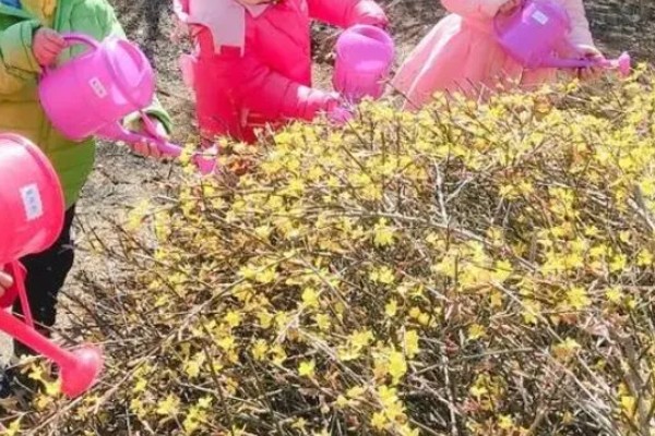 迎夏花冬天室外过冬可以吗,冬天室外不可过冬