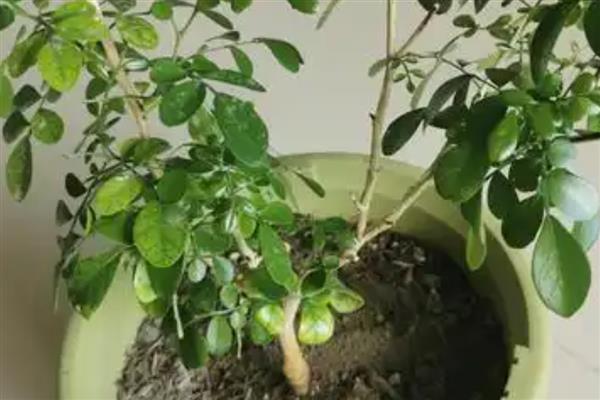 九里香黄叶的原因,可能是光照不足所致