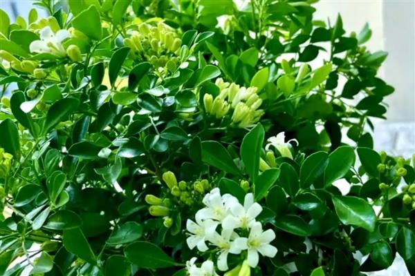 九里香黄叶的原因,可能是光照不足所致