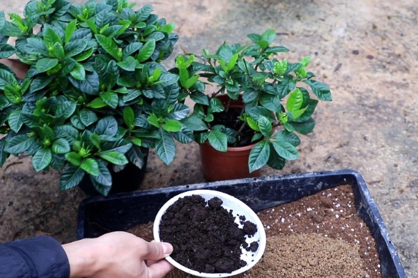 栀子花不发芽的原因,可能是土壤不适所致