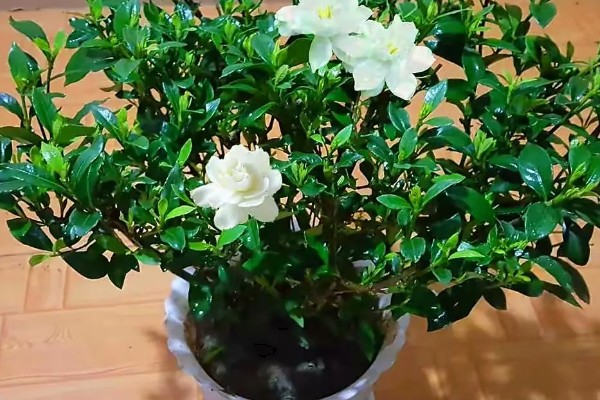 栀子花不发芽的原因,可能是土壤不适所致