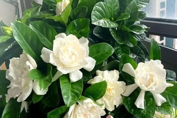 栀子花不发芽的原因,可能是土壤不适所致