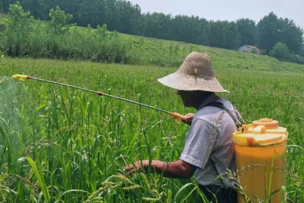 打农药有哪些注意事项，不能在采收前喷药