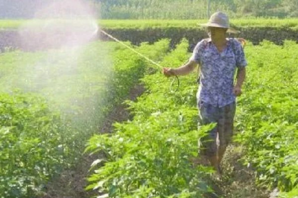 打农药有哪些注意事项，不能在采收前喷药