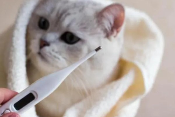 猫发烧的原因是什么，分为感染性和非感染性发烧