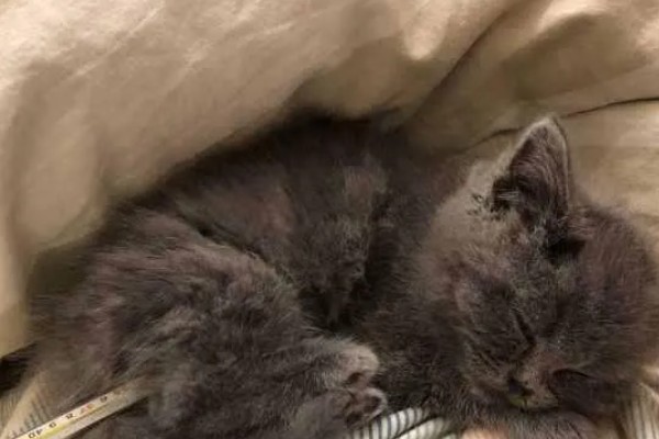 猫发烧的原因是什么，分为感染性和非感染性发烧