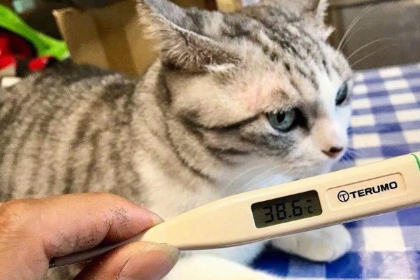猫发烧的原因是什么，分为感染性和非感染性发烧