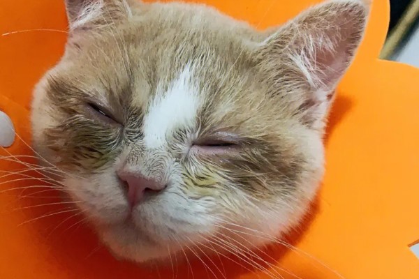 猫发烧的原因是什么，分为感染性和非感染性发烧