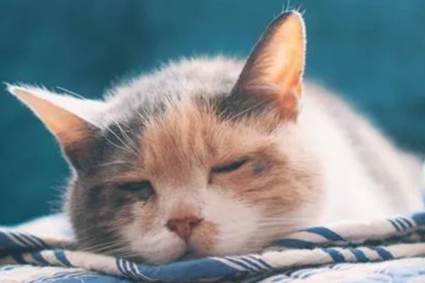 猫发烧的原因是什么，分为感染性和非感染性发烧